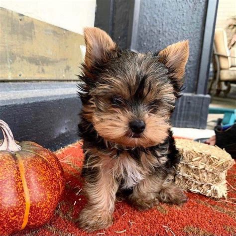 yorkshire terrier breeders victoria